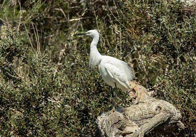aigrette camargue protection faune flore environnement