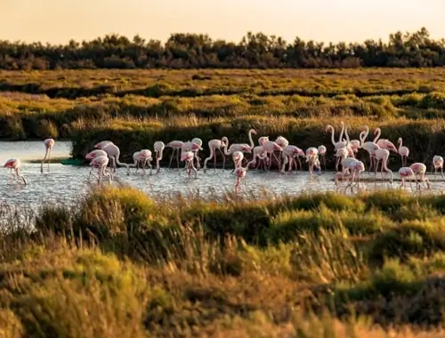 camargue collectif quartier esparron aigues mortes