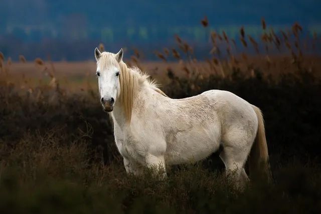 cheval camarguais preserver environnement camargue collectif riverains esparron aigues mortes