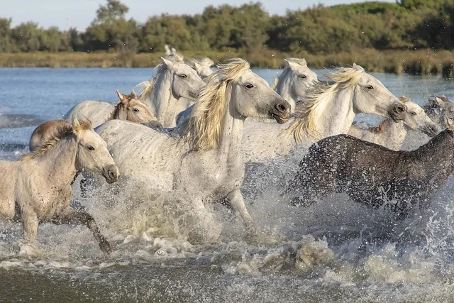 chevaux camarguais marais aigues mortes