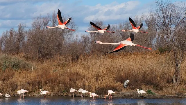 flamants roses preserver environnement camargue collectif riverains esparron aigues mortes
