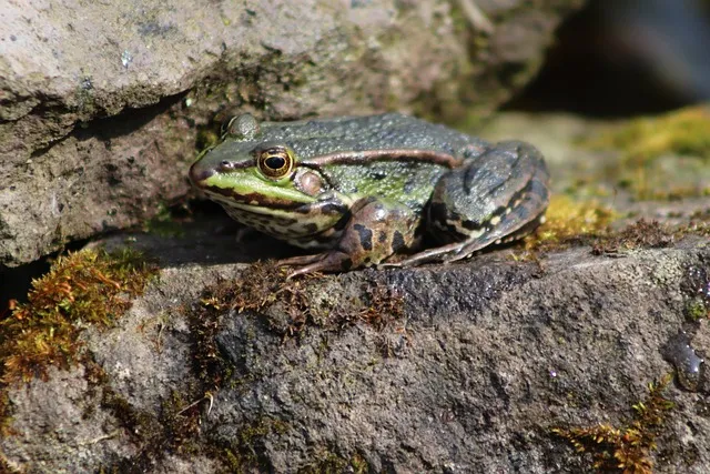grenouille verte aigues mortes faune proteger collectif riverains