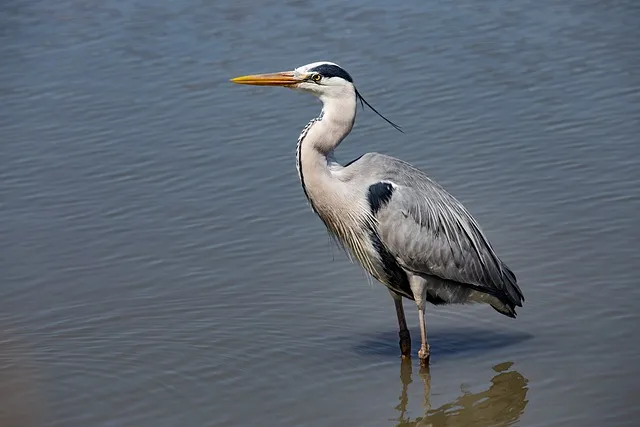 heron cendré protection faune flore camargue collectif riverains aigues mortes