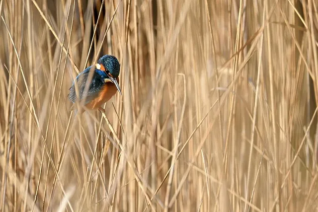 martin pecheur preserver environnement camargue collectif riverains esparron aigues mortes